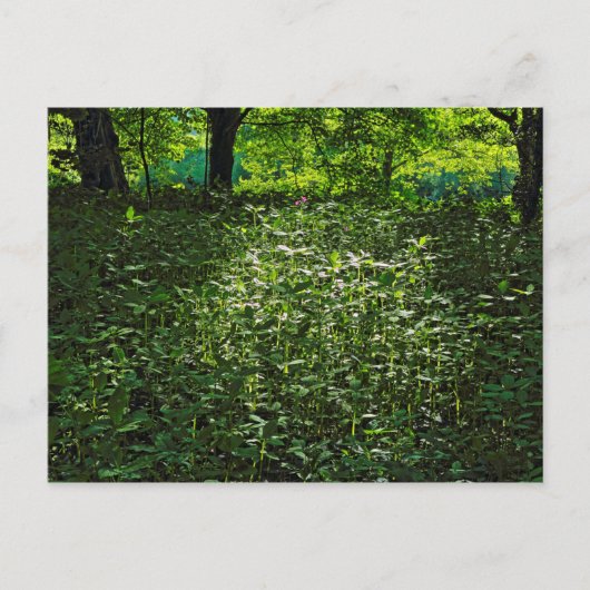 Zonneverlichte ondergroei. Zwarte Bossen, Cardiff Briefkaart (Voorkant)