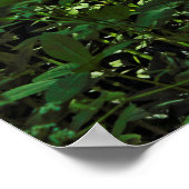 Zonneverlichte ondergroei. Zwarte Bossen, Cardiff Poster (Hoek)