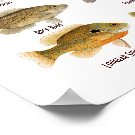 Zonnevis Poster (Hoek)