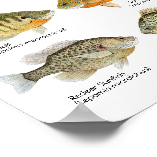 Zonnevis Poster (Hoek)