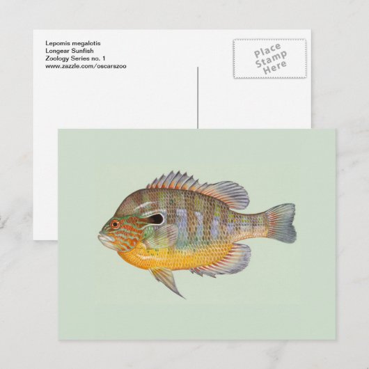 Zonnevis van Duane Raver Briefkaart (Voorkant / Achterkant)