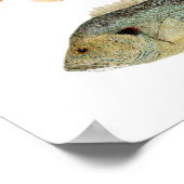 Zonnevissen - Rest, Longear en Green Sunfish Poster (Hoek)
