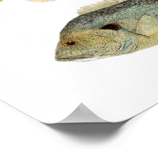 Zonnevissen - Rest, Longear en Green Sunfish Poster (Hoek)