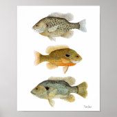 Zonnevissen - Rest, Longear en Green Sunfish Poster (Voorkant)