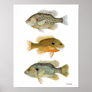 Zonnevissen - Rest, Longear en Green Sunfish Poster