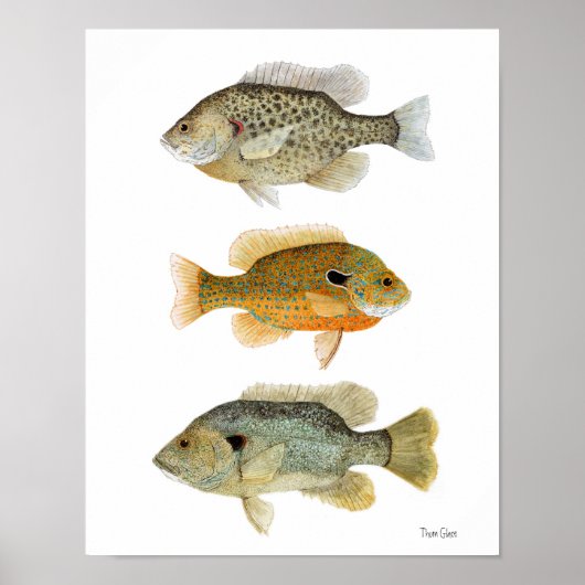 Zonnevissen - Rest, Longear en Green Sunfish Poster (Voorkant)