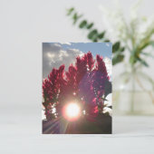 Zonnevlambloemen Briefkaart (Staand voorkant)