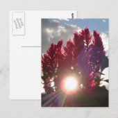 Zonnevlambloemen Briefkaart (Voorkant / Achterkant)