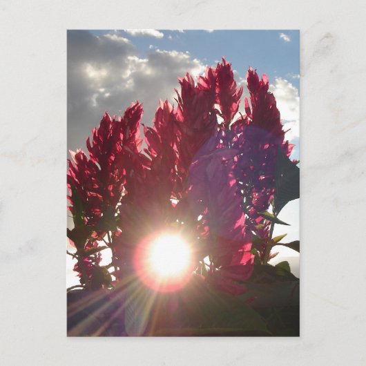 Zonnevlambloemen Briefkaart (Voorkant)