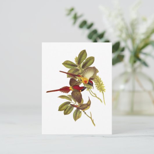 Zonnevogel Briefkaart (Staand voorkant)