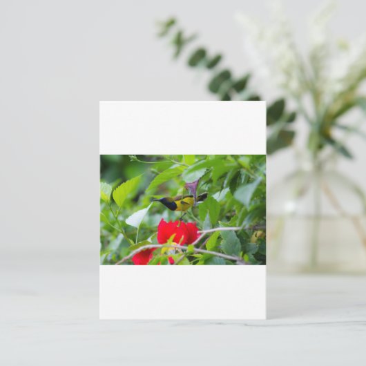 Zonnevogel Briefkaart (Staand voorkant)