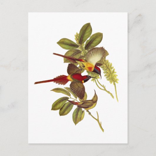 Zonnevogel Briefkaart (Voorkant)