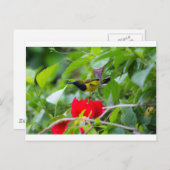 Zonnevogel Briefkaart (Voorkant / Achterkant)