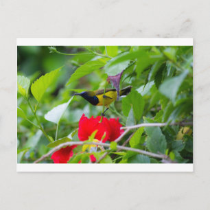 Zonnevogel Briefkaart