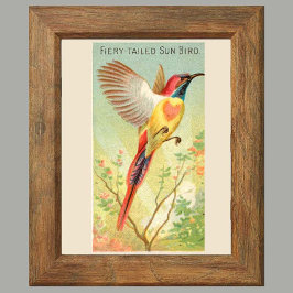Zonnevogel, Set van 6 Vogelgalerij Muur, 2 van 6 Poster