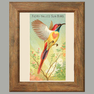 Zonnevogel, Set van 6 Vogelgalerij Muur, 2 van 6 Poster