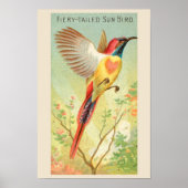 Zonnevogel, Set van 6 Vogelgalerij Muur, 2 van 6 Poster (Voorkant)