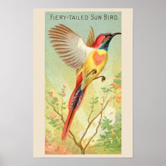 Zonnevogel, Set van 6 Vogelgalerij Muur, 2 van 6 Poster (Voorkant)