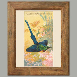 Zonnevogel, Set van 6 Vogelgalerij Muur, 4 van 6 Poster