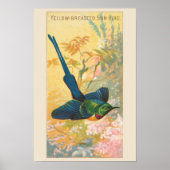 Zonnevogel, Set van 6 Vogelgalerij Muur, 4 van 6 Poster (Voorkant)
