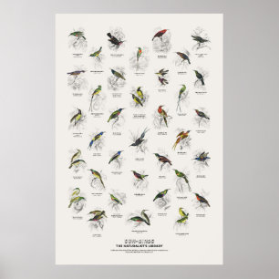 Zonnevogels - Naturalist's Library Poster