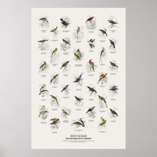Zonnevogels - Naturalist's Library Poster (Voorkant)
