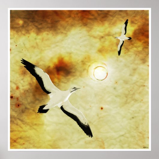 Zonnevogels Poster (Voorkant)