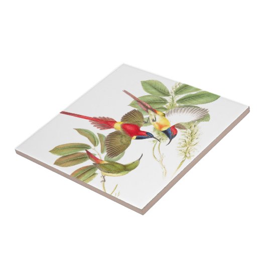 Zonnevogelvogels Wilde dieren Botanisch Tegeltje (Zijkant)