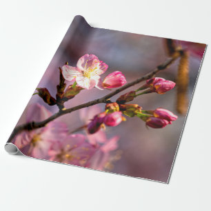 Zonnevolle Sakura-bloemen op een heldere dag Cadeaupapier