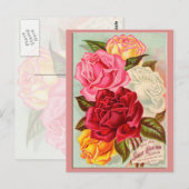 Zonnevrije Rozen Briefkaart (Voorkant / Achterkant)