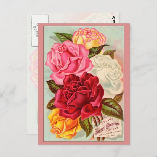 Zonnevrije Rozen Briefkaart (Voorkant / Achterkant)