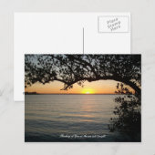 Zonnewerk onder boom briefkaart (Voorkant / Achterkant)