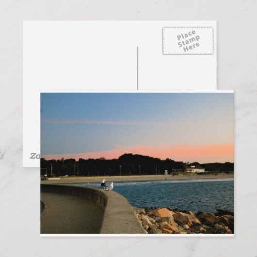 Zonnezeegarnaal Briefkaart (Voorkant / Achterkant)