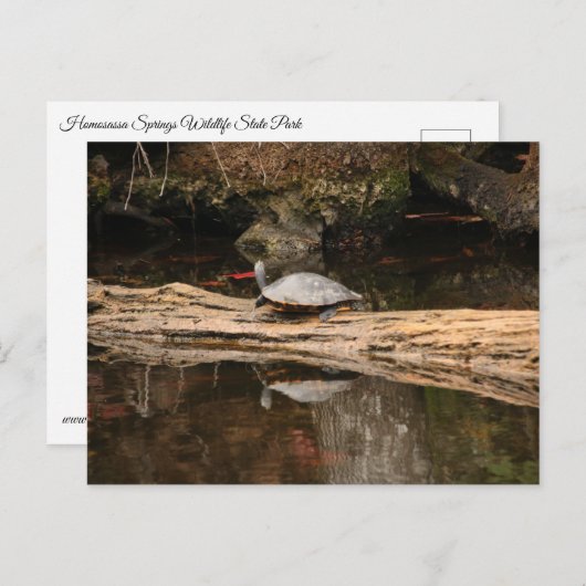 zonnezeeschildpad briefkaart (Voorkant / Achterkant)