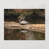 zonnezeeschildpad briefkaart (Voorkant)