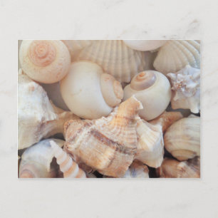Zonnezomerzeeschelpen, zeehondenpels, strand Love Briefkaart