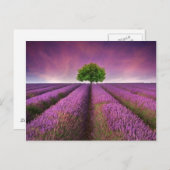 Zonnezondag in het landschapsgebied van Lavender Briefkaart (Voorkant / Achterkant)