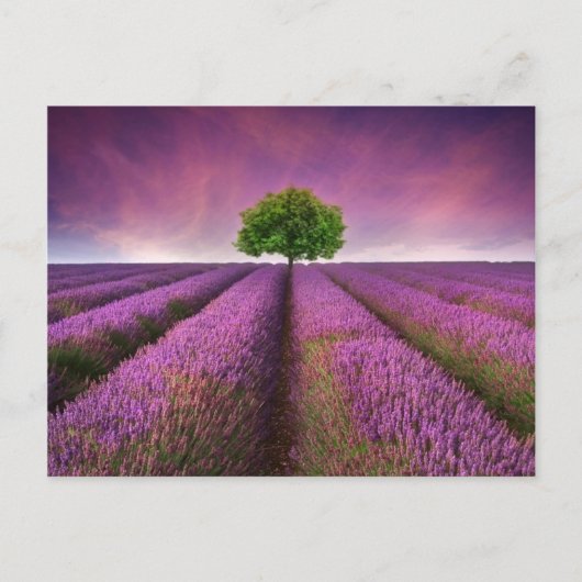 Zonnezondag in het landschapsgebied van Lavender Briefkaart (Voorkant)