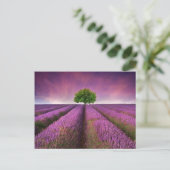 Zonnezondag in het landschapsgebied van Lavender Briefkaart (Staand voorkant)