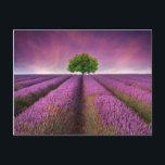 Zonnezondag in het landschapsgebied van Lavender Briefkaart<br><div class="desc">Een prachtig afbeelding van het lavenderveld Het zomerzonslandschap met één boom aan de horizon contrasterende kleuren © en ® Bigstock® - Alle rechten voorbehouden.</div>