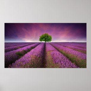 Zonnezondag in het landschapsgebied van Lavender Poster