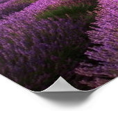 Zonnezondag in het landschapsgebied van Lavender Poster (Hoek)