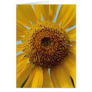 Zonnezonnebloem - Geel centrum voor reuzengeel dic