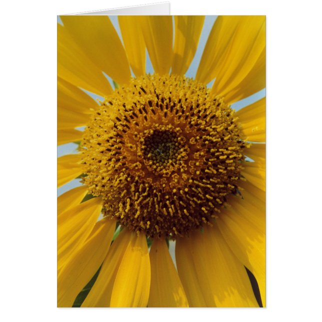 Zonnezonnebloem - Geel centrum voor reuzengeel dic (Voorkant)