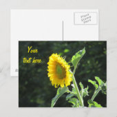 Zonnezonnebloem in volste bloei briefkaart (Voorkant / Achterkant)