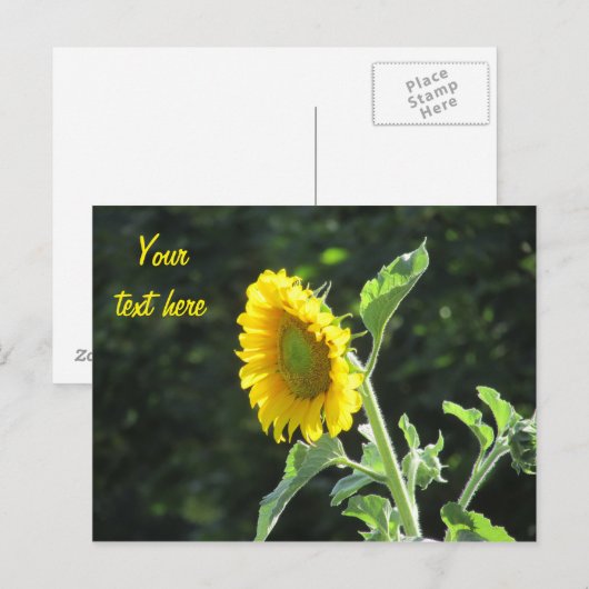 Zonnezonnebloem in volste bloei briefkaart (Voorkant / Achterkant)