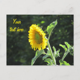 Zonnezonnebloem in volste bloei briefkaart