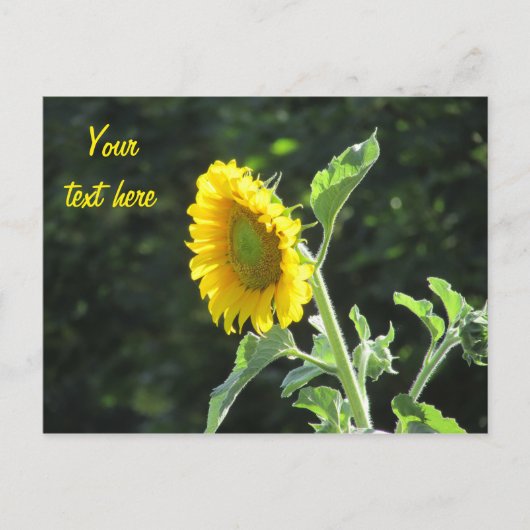 Zonnezonnebloem in volste bloei briefkaart (Voorkant)