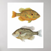 Zonnies Poster (Voorkant)