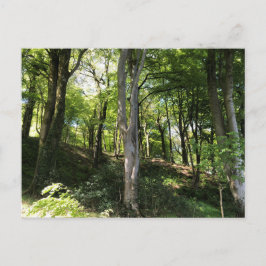 Zonnig boslandschap. Bosrand Briefkaart